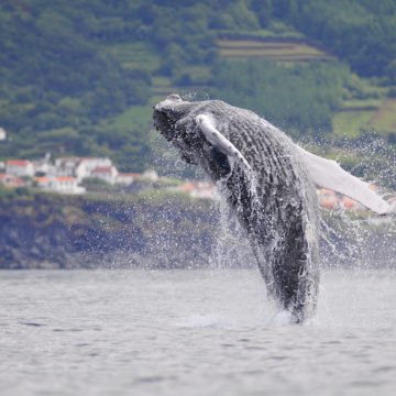 Azores, land of whales