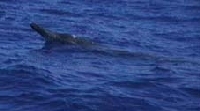 Baleia de bico de Sowerby