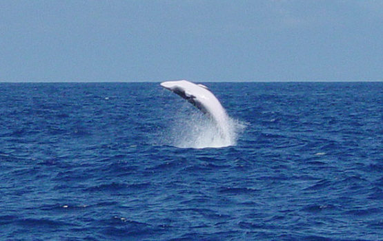 Balaenoptera acutorostrata