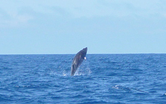 Balaenoptera acutorostrata