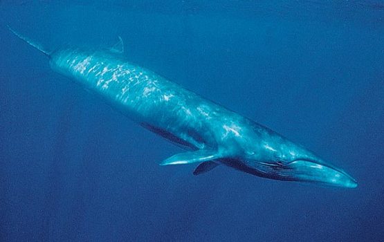 Balaenoptera borealis