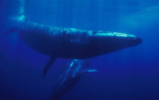 Balaenoptera borealis