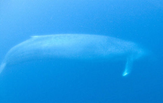 Balaenoptera musculus