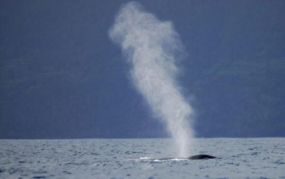 Balaenoptera musculus