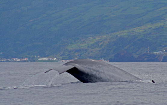 Balaenoptera musculus