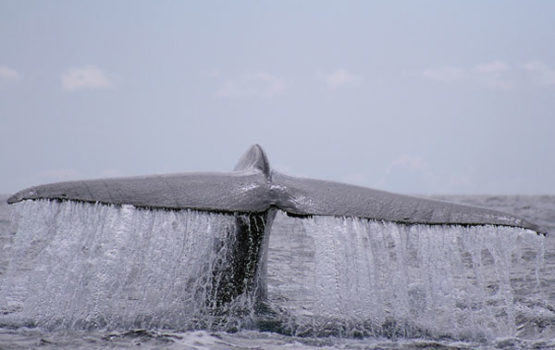 Balaenoptera musculus