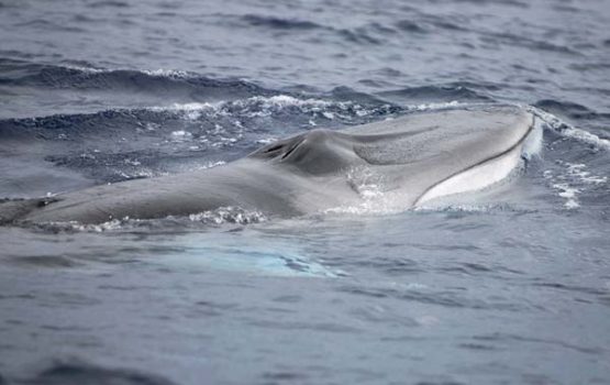 Balaenoptera physalus