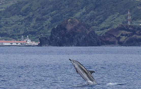 Stenella coeruleoalba