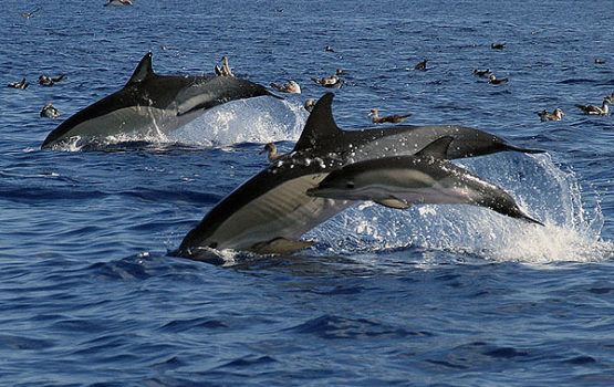 Delphinus delphis