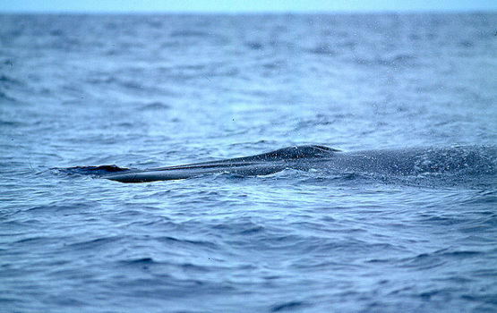 Balaenoptera edeni