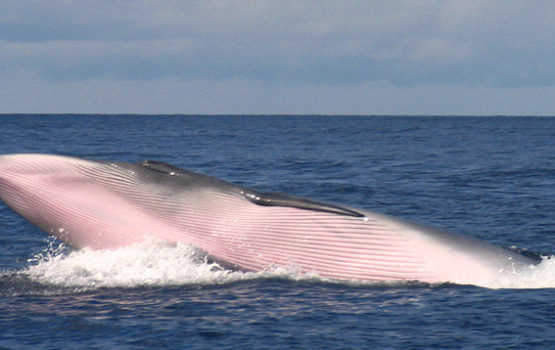 Balaenoptera edeni