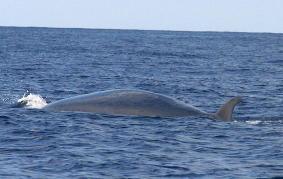 Balaenoptera edeni