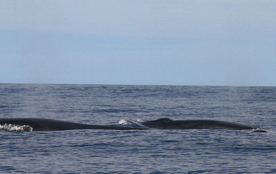 Balaenoptera edeni