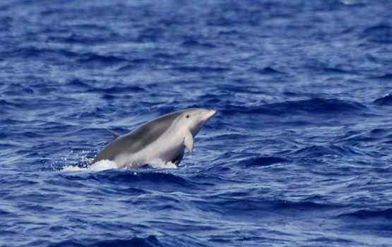 Lagenodelphis hosei