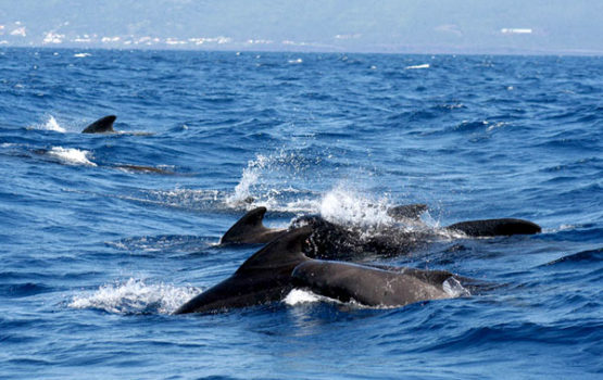 Long-finned pilot whale - Espaço Talassa