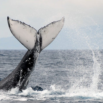 Des dauphins, des baleines et des hommes