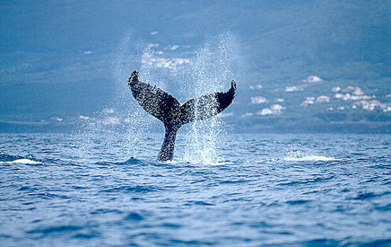 baleine à bosse