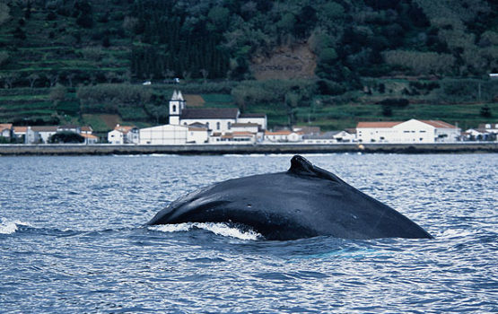 baleine à bosse