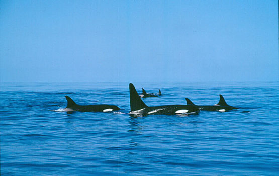 Orcinus orca