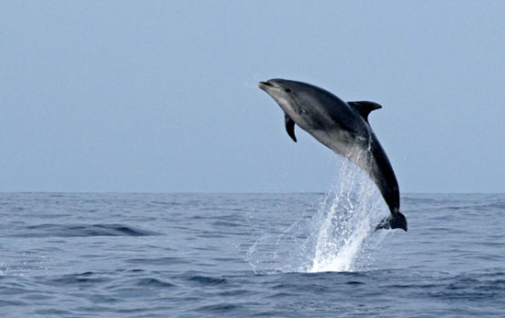 Tursiops truncatus