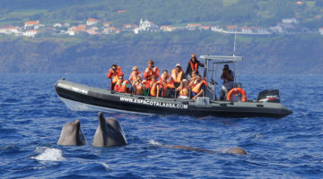 observation dauphins