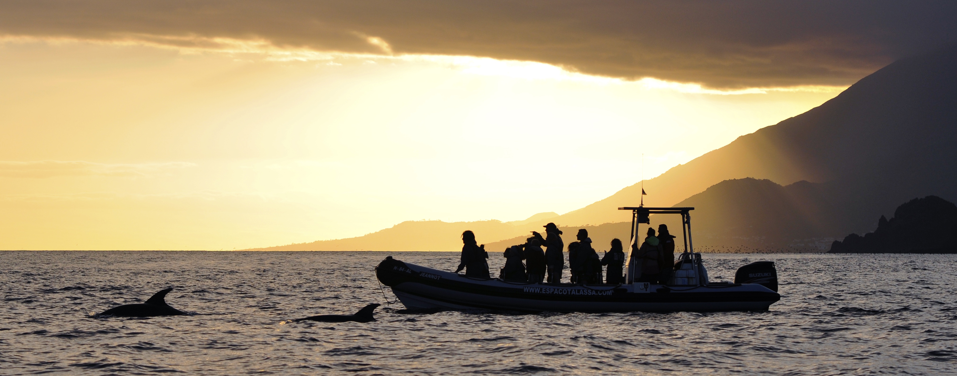 Azores Whale Watching Tours To The Islands Of Pico And Faial