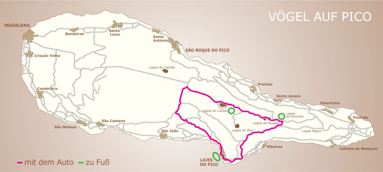 Vogelbeobachtung in Lajes do Pico und im Naturschutzgebiet von Caveiro