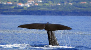 Une baleine plonge