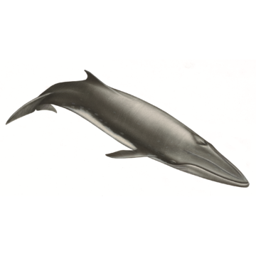 Baleia de Bryde