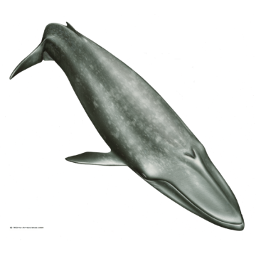 baleine bleue