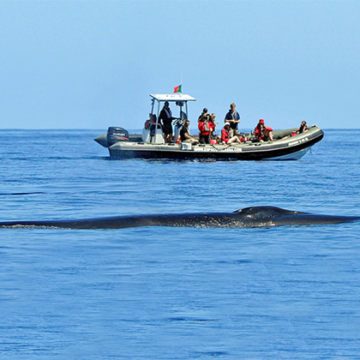 Des dauphins, des baleines et des hommes en famille