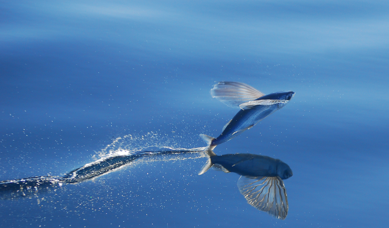 Bennett flying  fish
