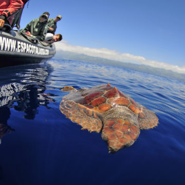 À volta da biodiversidade dos Açores