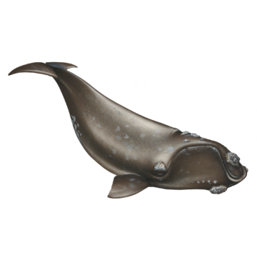 Baleia franca
