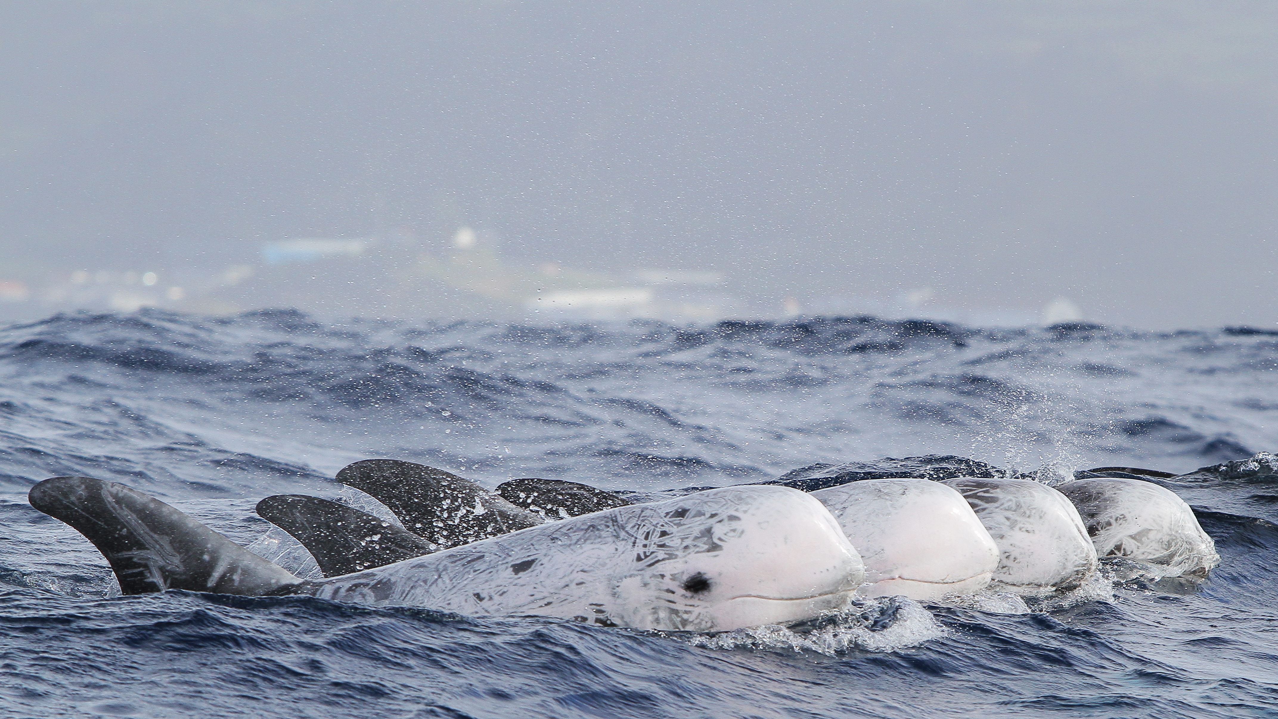 Risso Dolphins