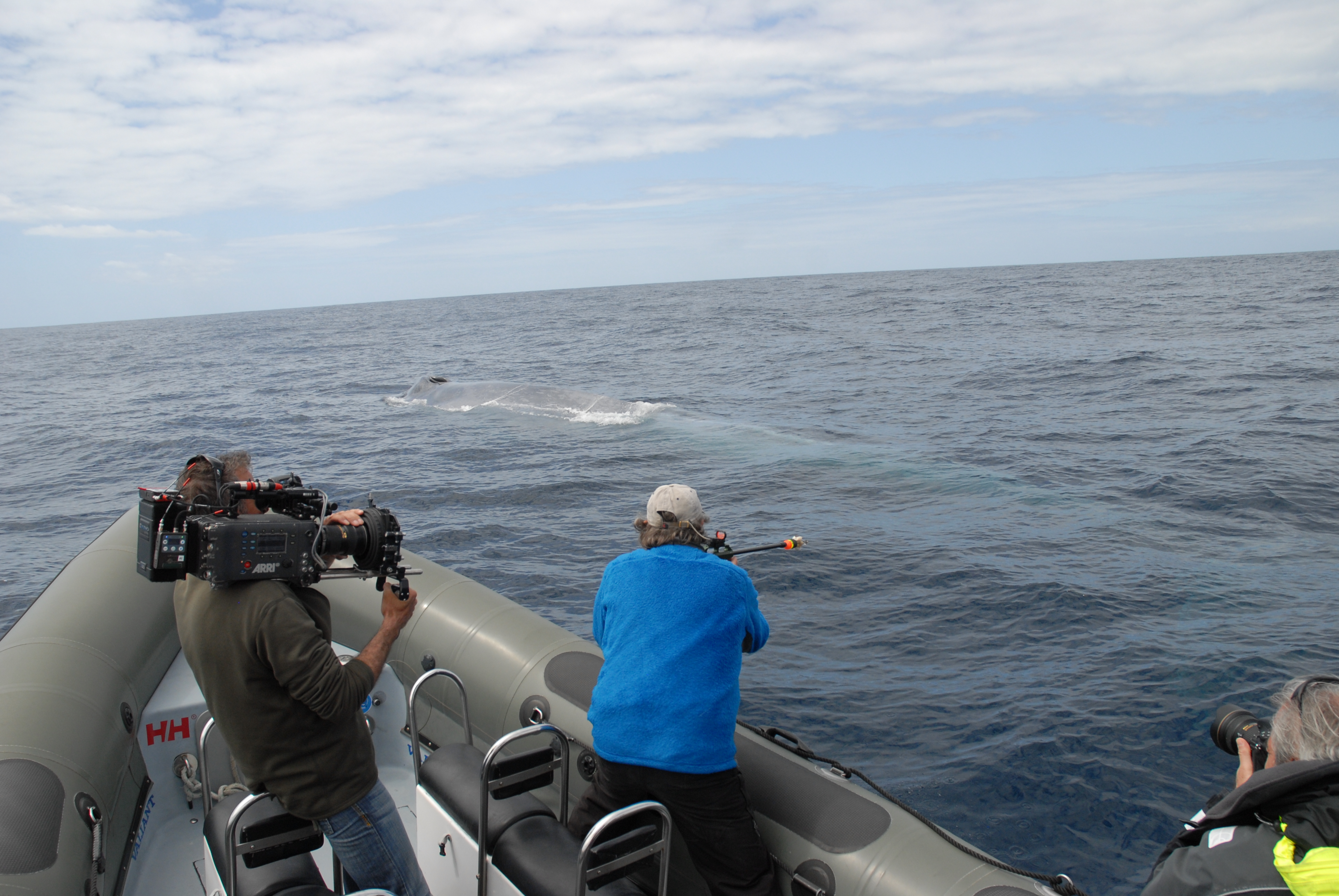 Tagging a blue whale with Richard Sears