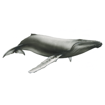 baleine à bosses