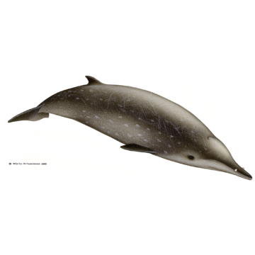 Baleia de bico de Sowerby
