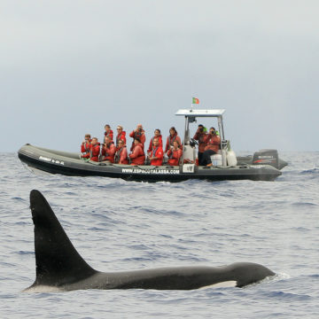 Wale und Delfine von Queimada