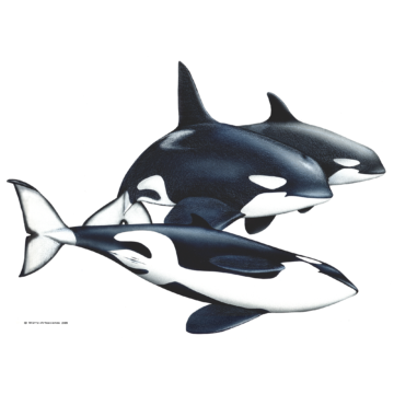 Orca