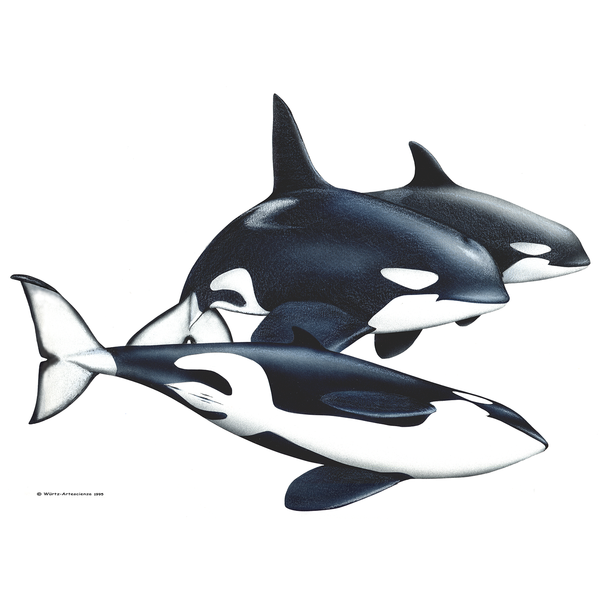 Orca - BabyRazark