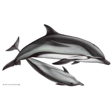 Streifendelfin