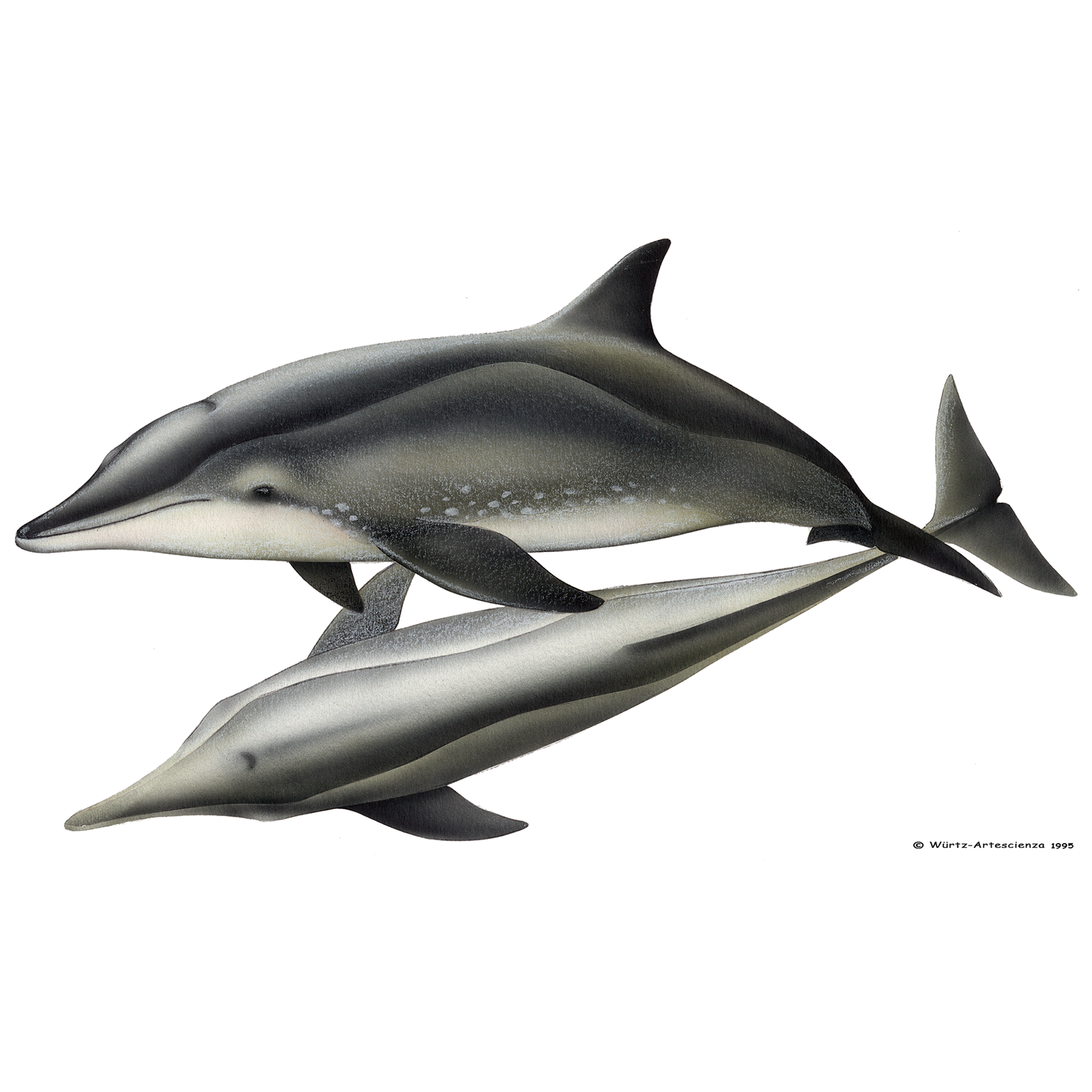 Rough toothed dolphin - Espaço Talassa