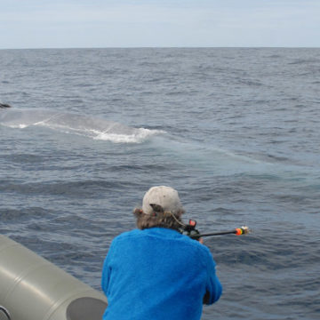 No rasto das grandes baleias, 22 a 29 Abril e de 29 Abril a 6 de Maio, 2023.  (on demand)