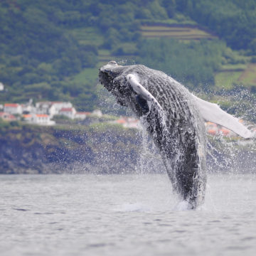 Açores, terre de baleines