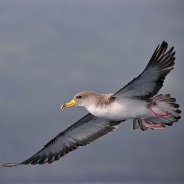 Vögel auf Pico…