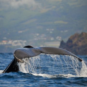 Le monde des baleines avec Yves Paccalet